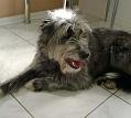 EltonVor