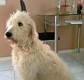 struppi